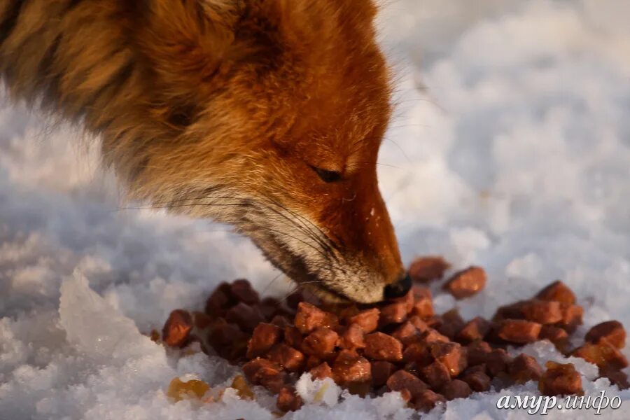 пищевые конкуренты могут являться лиса и бурундуг. корм для лисиц. лисичка завтракает. корм для лис. чем питается лиса.