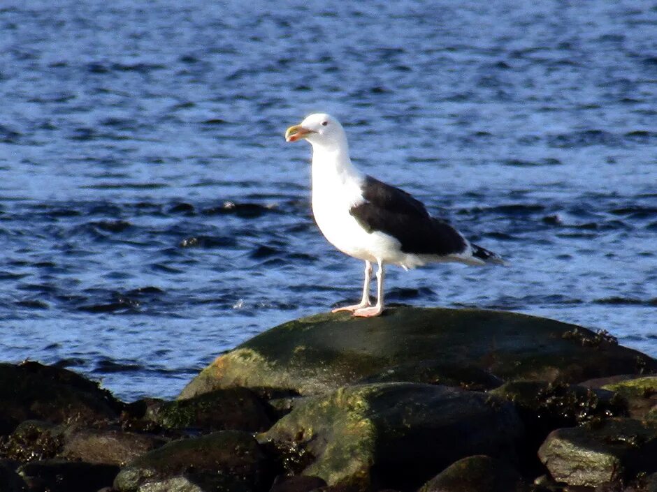 Морская Чайка Larus Marinus. Great Black-backed Gull Larus Marinus. Чайка-Баклан в Мурманске. Большая морская Чайка Мурманск.