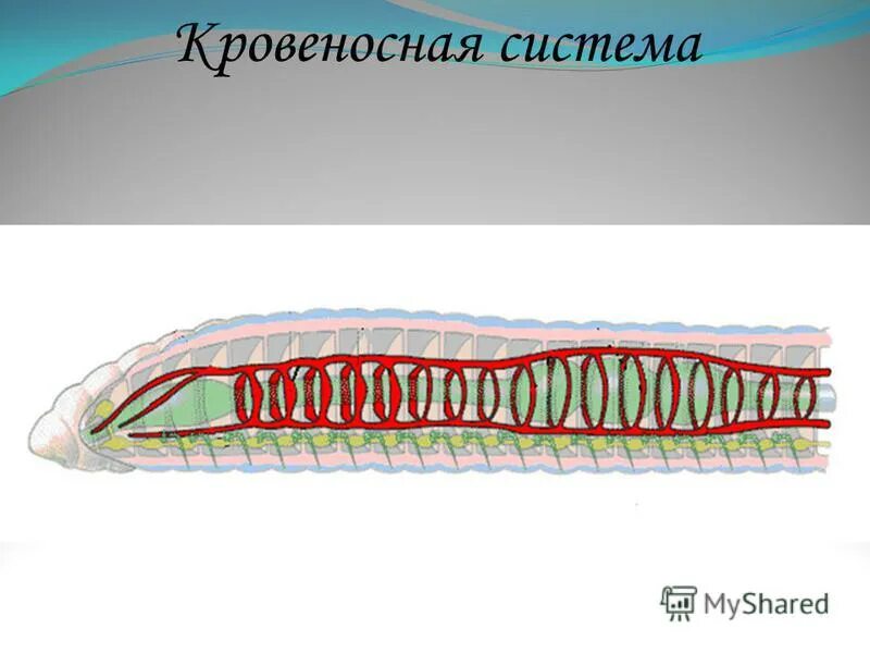 Строение кровеносной системы кольчатых червей. Кровеносная система малощетинковых червей. Малощетинковые кольчатые черви строение. Кровеносная система кольчатых червей Малощетинковые. Незамкнутая кровеносная система у червей