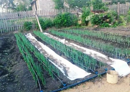 Огород капельный полив своими руками