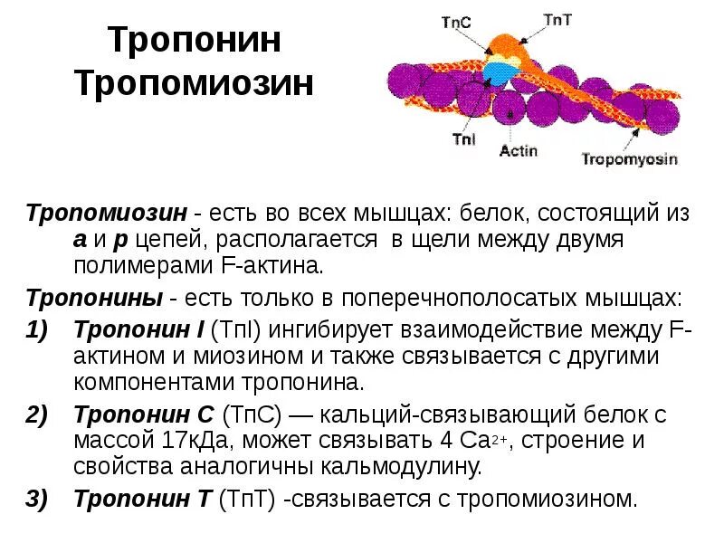 Функции мышечных белков