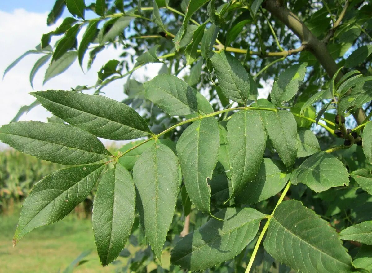 Как выглядит ясень дерево фото листа. Ясень обыкновенный fraxinus excelsior. fraxinus excelsior дерево. ясень абиона обыкновенный. ясень пенсильванский fraxinus pennsylvanica.
