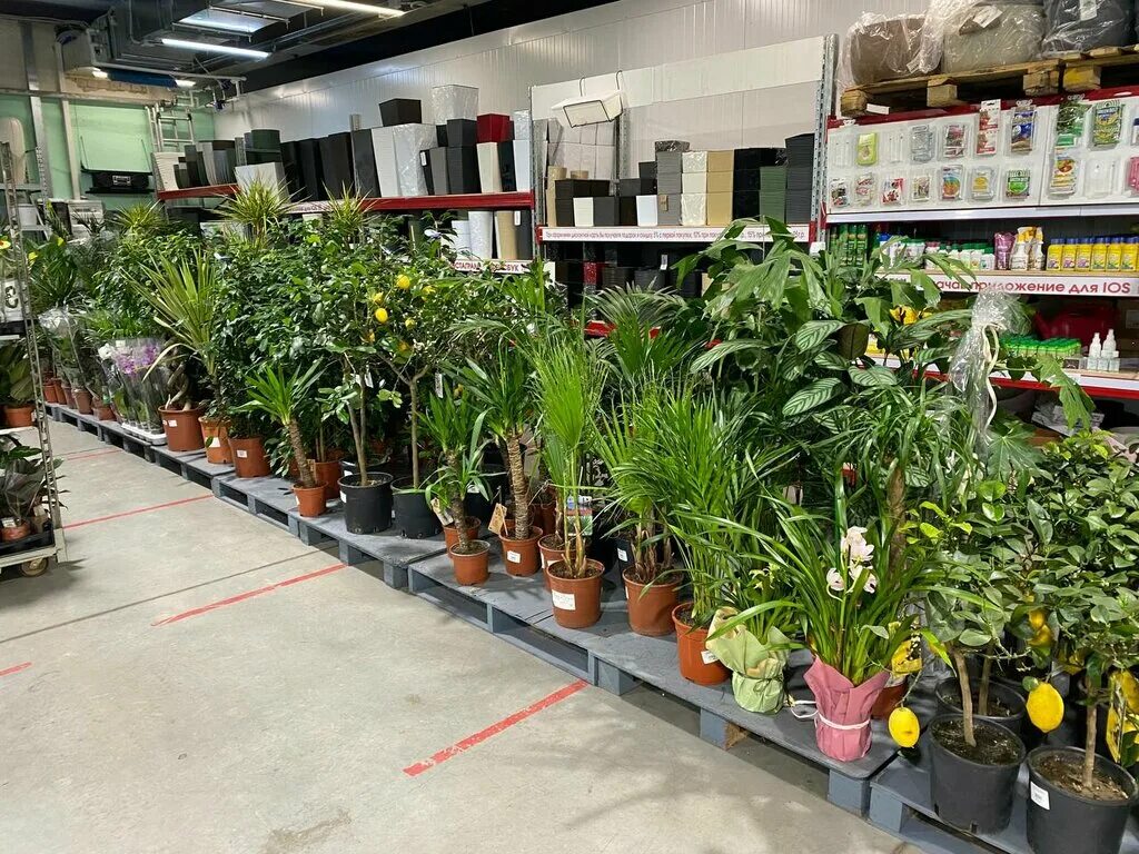 оранжерея с цветами комнатными. кашпо лечуза lechuza. цветок в горшке. комнатные цветы в интерьере. комнатные растения воронеж.