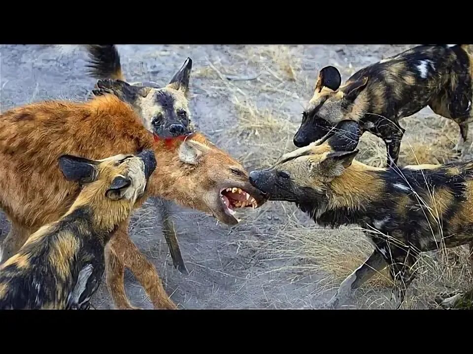 Tiger s fingers. Гиеновидные собаки против гиен. When wild. Львенок на охоте. When wild.