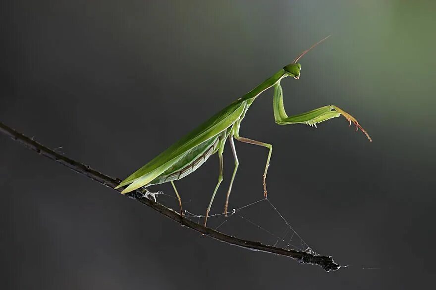 Танец богомолов. Богомол Pseudempusa pinnapavonis. Богомол насекомое. Богомол насекомое фото. Танец богомола.