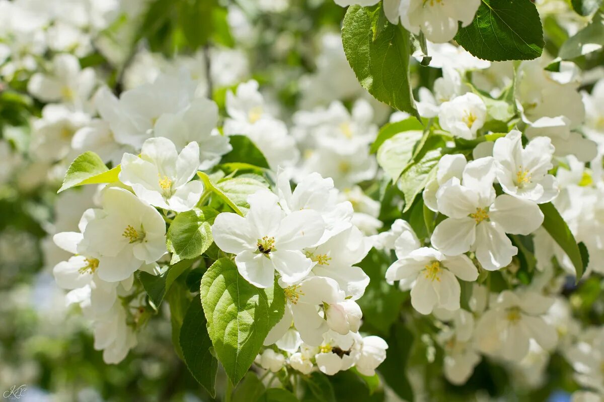 білі квіти. яблони в цвету. слушать песню яблоня в цвету. слушать песню яблоня в цвету. слушать песню яблоня в цвету.