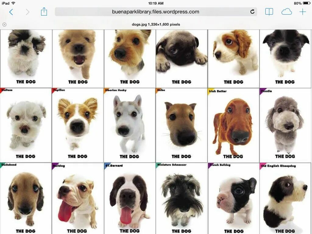 Клички для собак. Красивые имена для собак девочек. Имена для собак разных пород. Фотографии клички для собак.