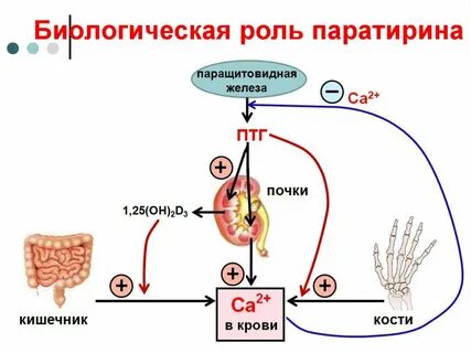 Паратгормон и кальций