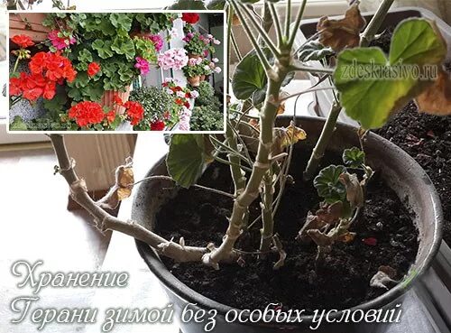Как обрезать домашнюю герань на зиму. Омолодить герань. как обрезать герань для пышного цветения весной. надо ли обрезать герань на зиму в горшке. подрезать герань на зиму в горшке правильно.