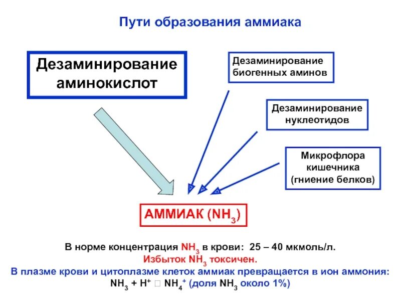 Пути образования есть что. Пути образования аммиака. пути образования аммиака в организме. механизмы образования аммиака в организме. пути образования аммиака в организме биохимия.