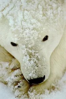 Какого цвета белые медведи под шерстью