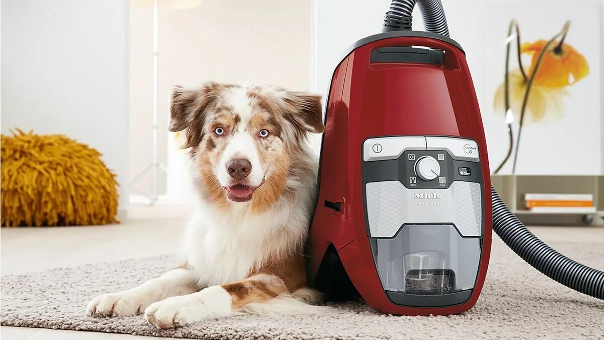 Miele Blizzard cx1. Пылесос Miele Blizzard cx1 Cat&Dog Powerline skcf3. Пылесос Canister Vacuum Cleaner. Пылесос Miele cx1 Cat& Dog snrf0. Есть пылесос включить