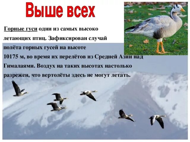 Скорость полета гуся. Максимальная высота полета птиц. Максимальная высота на которой летают птицы. Максимальная высота полета гуся. Высота перелета птиц.