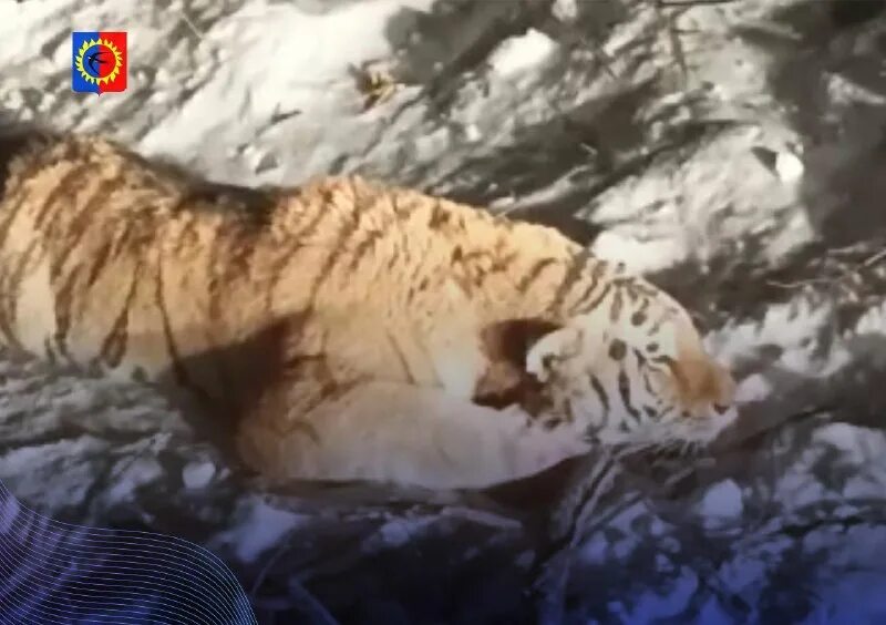 охотник поймавший тигра замените действительные