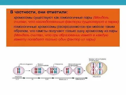 Гомологичные хромосомы в яйцеклетке человека