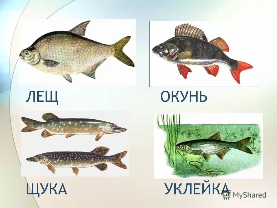 Название рыб. Карась окунь щука. Межвидовая конкуренция это в биологии. Пресноводные рыбы названия. Щука и окунь тип взаимоотношений.