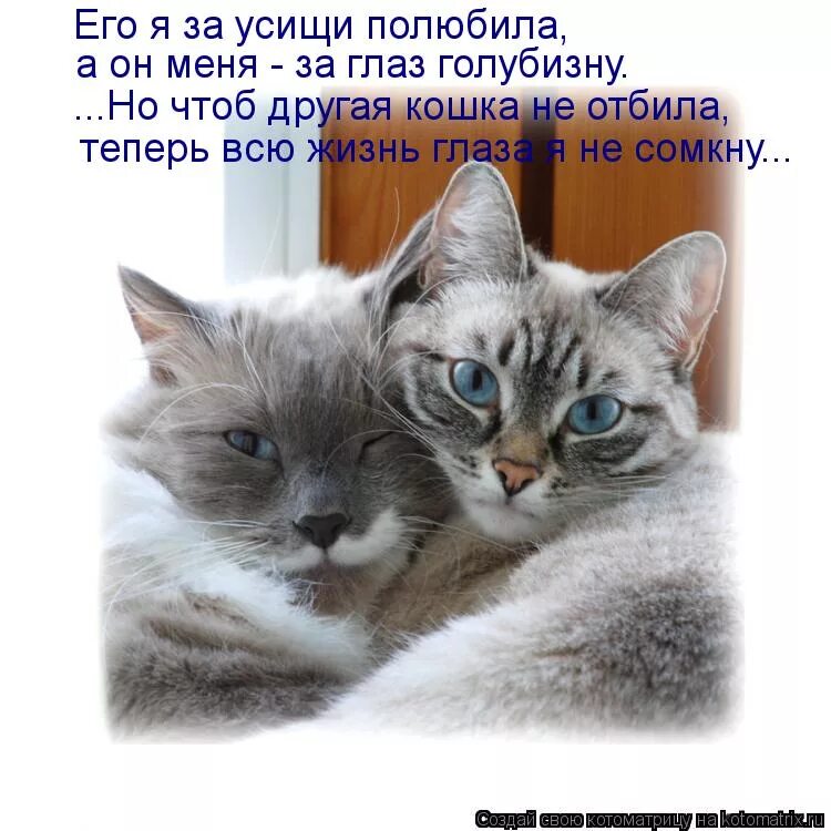 ну и жизнь. кот юмор. ну и жизнь. моя жизнь мои правила. успокойся и живи своей жизнью.