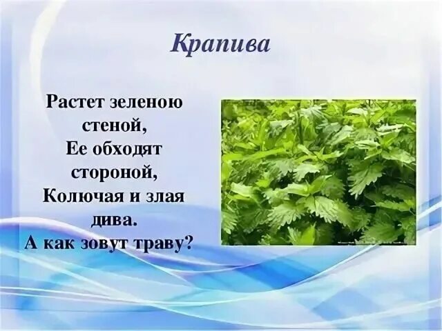 Крапиву запоминаем огэ 9. Загадка о крапиве для дошкольников. Загадка про крапиву. Загадки о лечебных травах. Загадки про лекарственные растения.