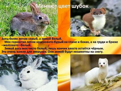 Меняет шубу