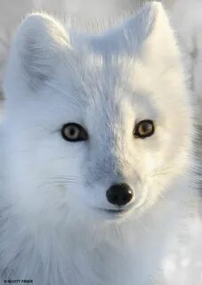 Polar fox