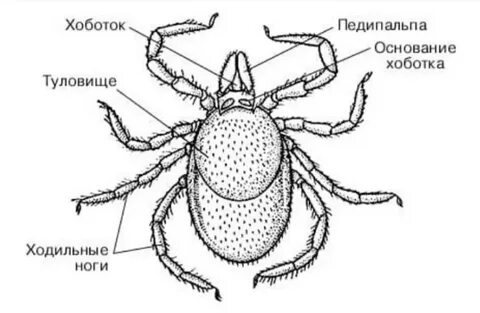 Половая система клещей