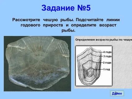 Особенности строения чешуи рыбы
