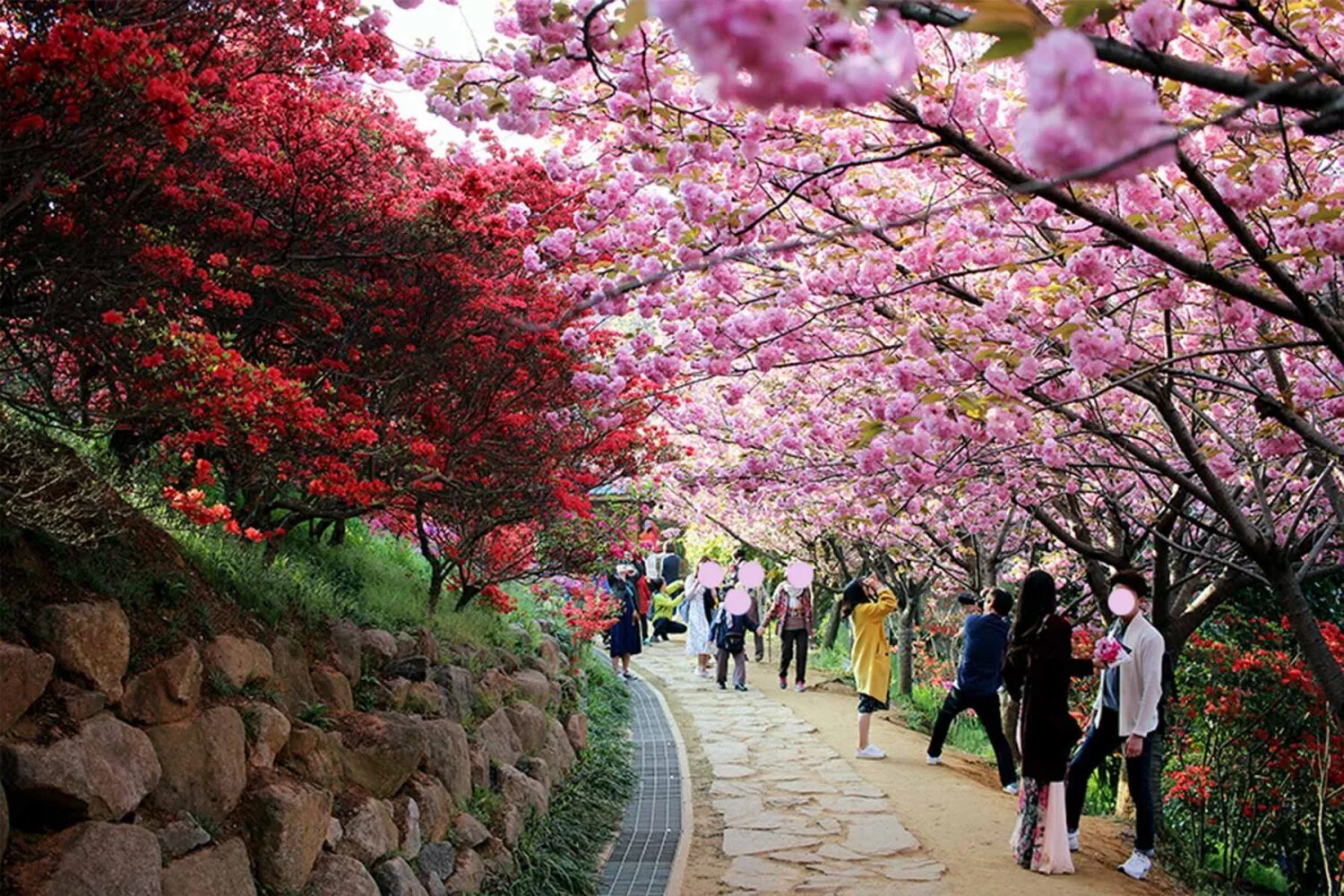 Южные сакуры. Корея черри блоссом. Корея дворец кёнбоккун цветение Сакуры. Сеул дворец кёнбоккун Сакура цветет. Чинхэ Корея.