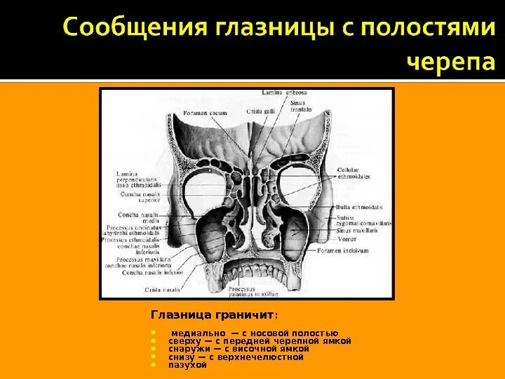 Сообщения глазницы. Глазница и носовая полость с пазухами. Полость носа анатомия вид сзади. Полость носа анатомия черепа. Скелет полости носа и глазниц вид сзади.