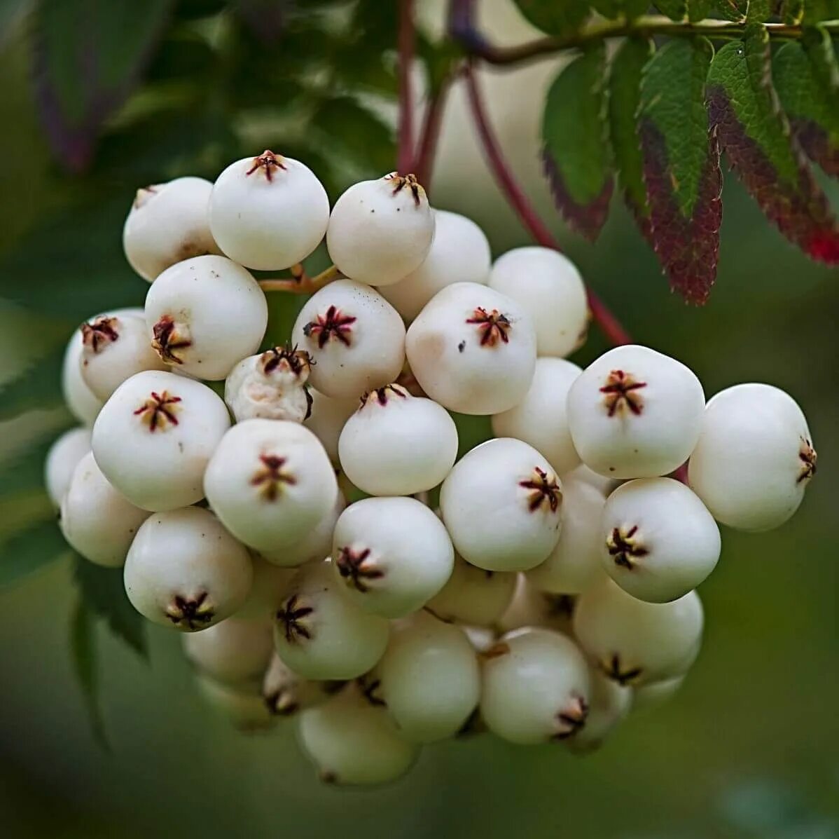 Рябина кашмирская Sorbus cashmiriana