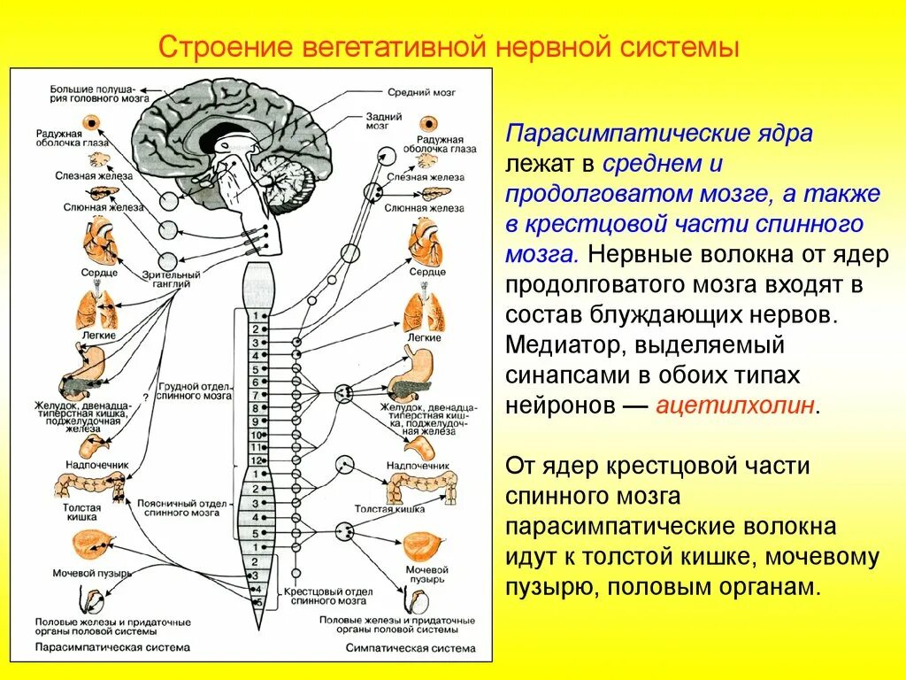 Нервные центры симпатического отдела. Центры вегетативной нервной системы спинного мозга. Узлы парасимпатической нервной системы. Структуры спинного мозга строение и функции. Симпатическая и парасимпатическая нервная система анатомия.