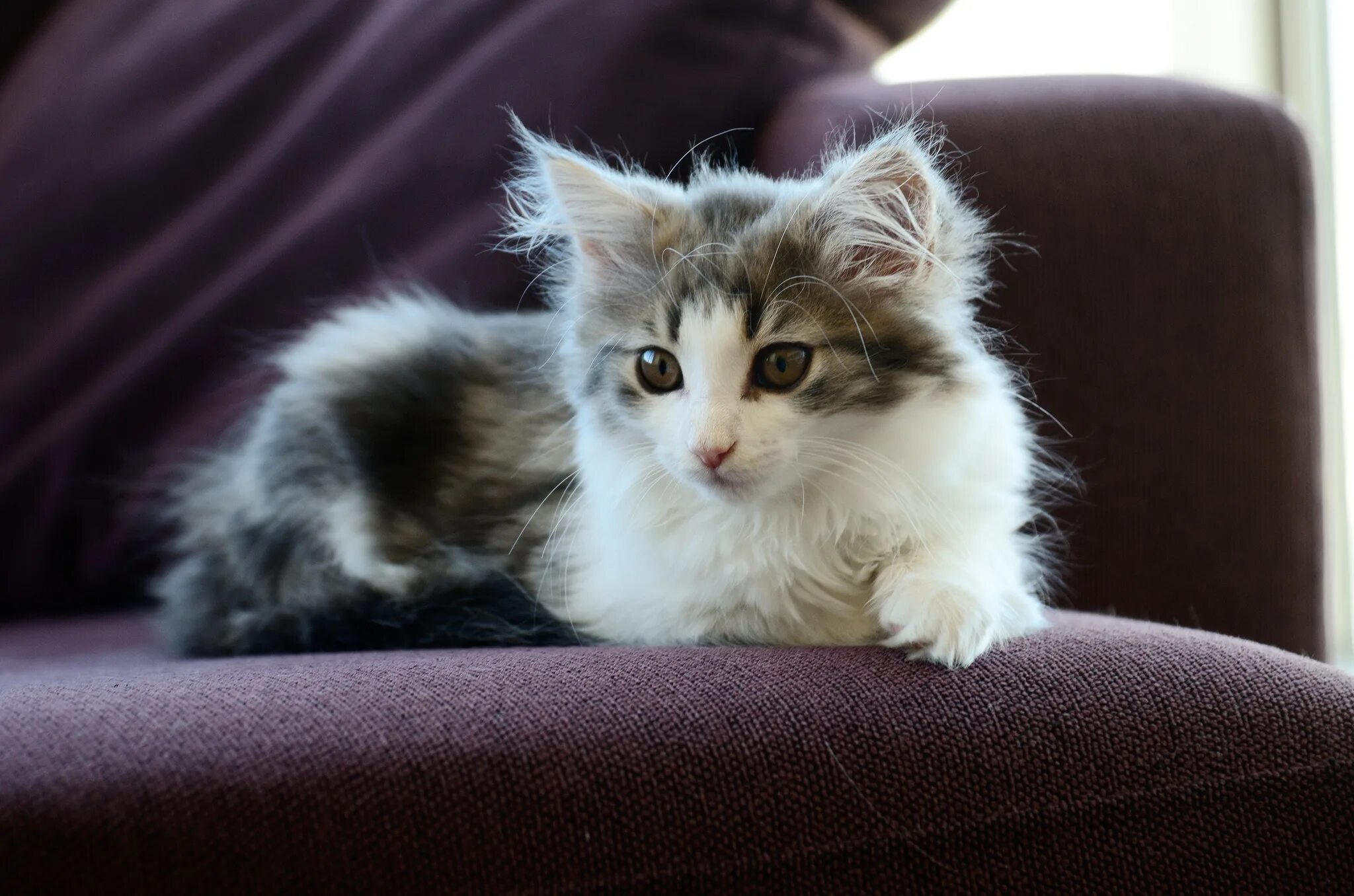 норвежская кошка котята. норвежские лесные котята. норвежский лесной кот котята. котенок норвежской кошки. норвежский лесной кот.