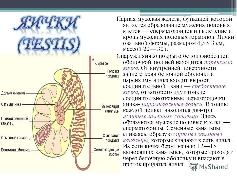 наружное строение яичка. внутреннее строение мужской половой системы. яичко функции анатомия. края яичка. схема строения полового члена.