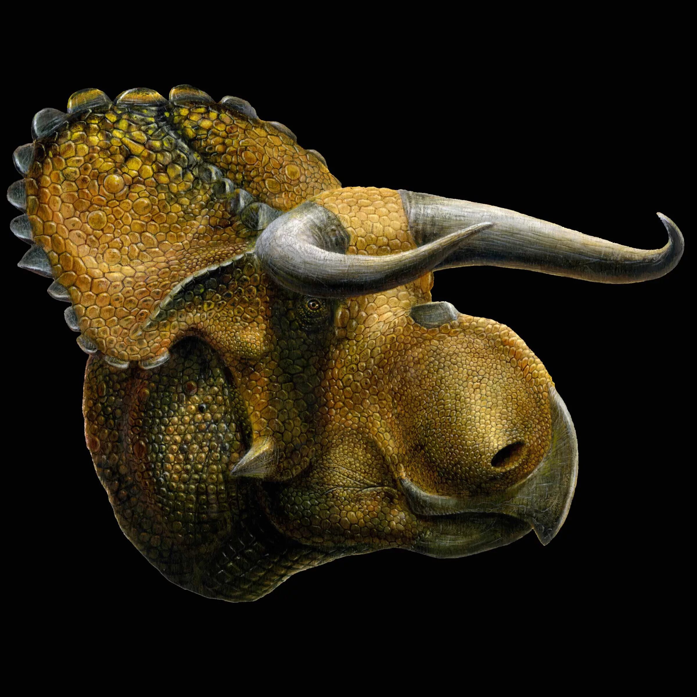 Трицератопс Атучин. Nasutoceratops titusi. Nasutoceratops динозавр. Цератопсы рогатые динозавры. Динозавр с рогом на голове