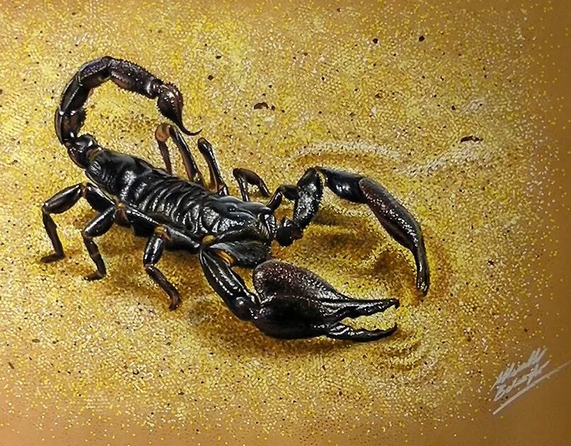 скорпион гетерометрус лонгиманус. арахнид скорпион. скорпион лейурус синий. аризонский древесный скорпион. гвинейский императорский скорпион.