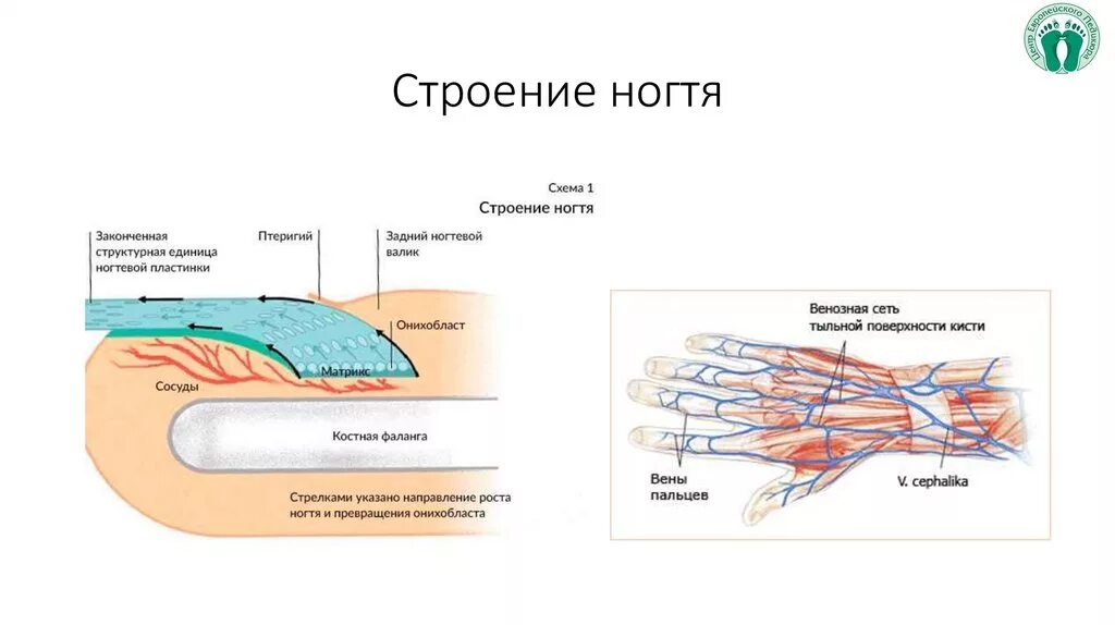 Онихобласты. Строение ногтевого аппарата и ногтевой пластины схема. Строение ногтевой пластины слои. Строение ногтя. Строение ногтя человека.