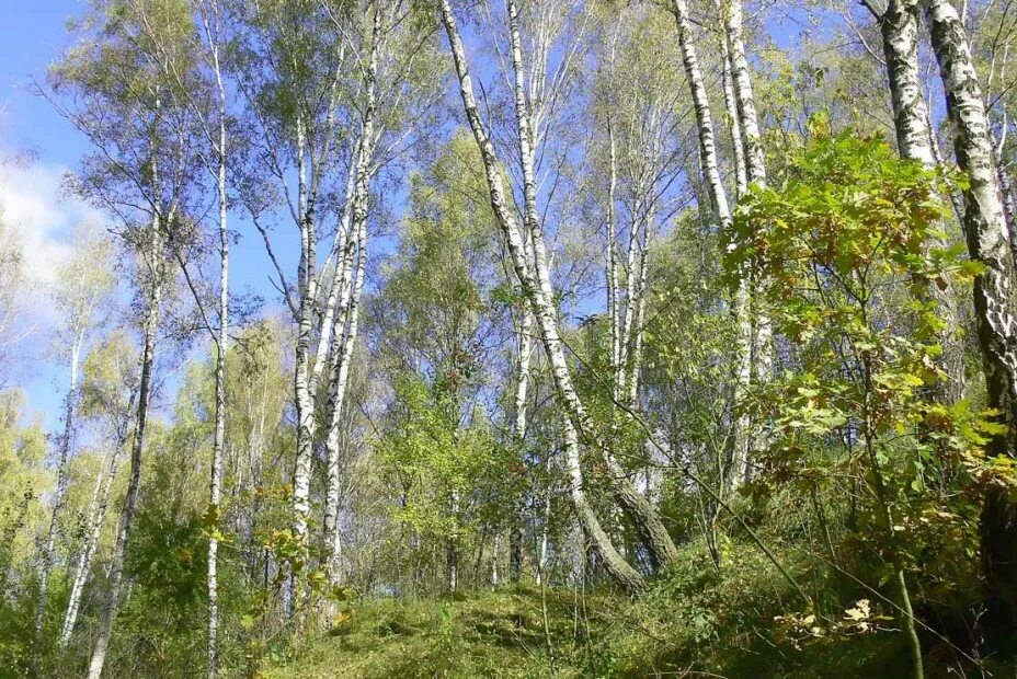 Березовая роща высказывания. Береза символ руси. Лиственные деревья береза. Береза на участке. Березовая роща высказывания.