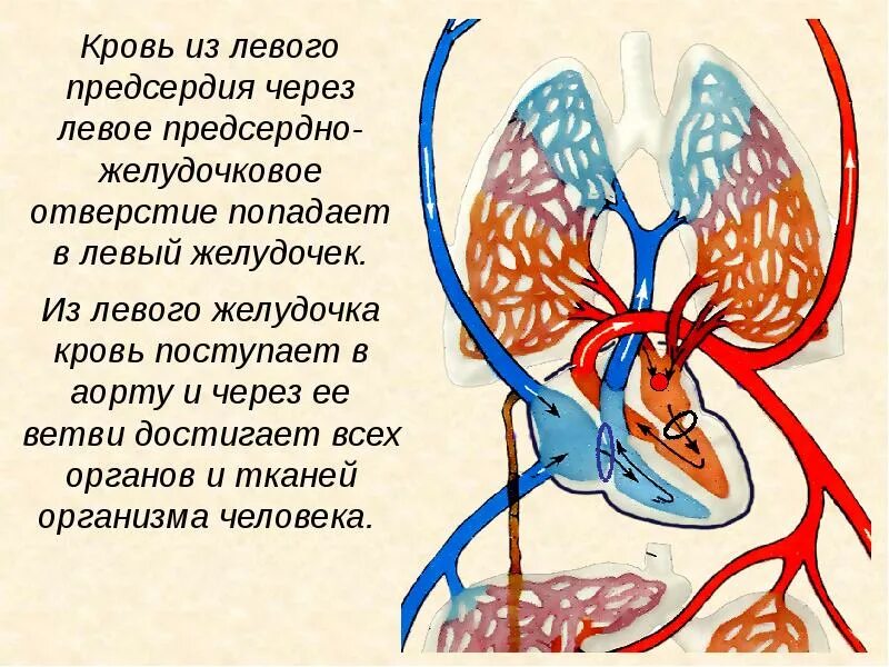 Кровь поступает в легкие через. Кровь из левого желудочка поступает:. Кровь в аорту попадает из:. Из желудочков кровь поступает в.