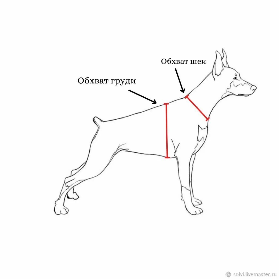 Как подобрать шлейку для собаки. Как измерить обхват груди у собаки для выбора шлейки. Измерить собаку для шлейки. Замеры для шлейки. Мерки для шлейки для собак.