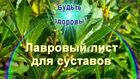 Колена лавровый лист