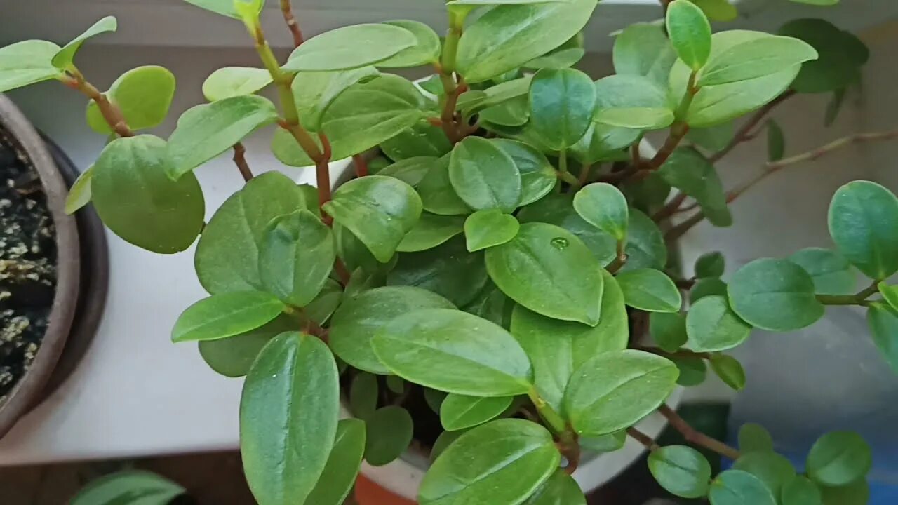 Пеперомия лайм. Пеперомия пикси лайм. пеперомия лайм грин. пеперомия pixie lime.