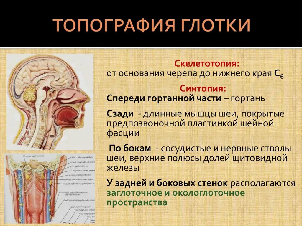 Гортанная часть глотки синтопия. Топография гортани синтопия. Топографическая анатомия глотка синтопия скелетотопия. Топографическая анатомия глотки кровоснабжение. Гортани органы входящие в состав системы