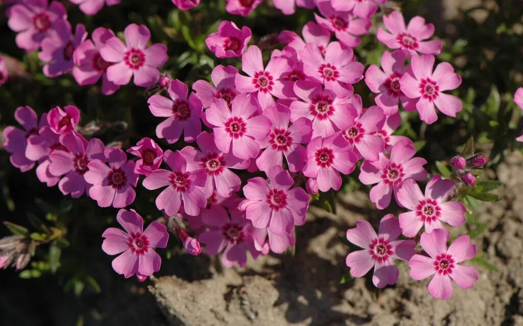 флокс шиловидный белый семена. семена флокс шиловидный семена. флокс шиловидный бенита. флокс шиловидный. флокс шиловидный цвергентеппич.