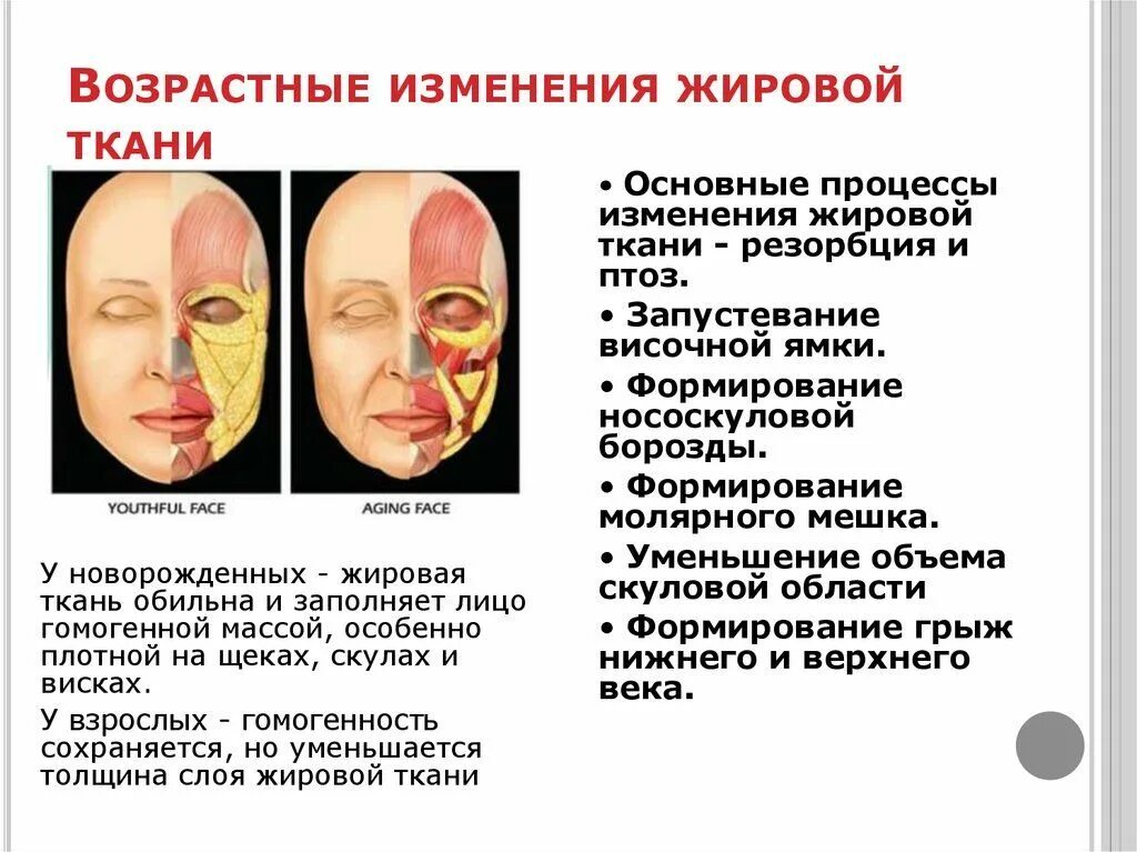 Изменение подкожно жировой клетчатки. Возрастные изменения жировой ткани. возрастные изменения лица. возрастные изменения лица анатомия. возрастные изменения мышц лица.