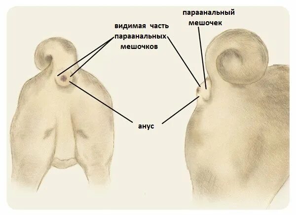 Параанальные железы у котов как выглядят Воспаление параанальных желез у собак: чистка и удалениеВетлечебница Рос-Вет