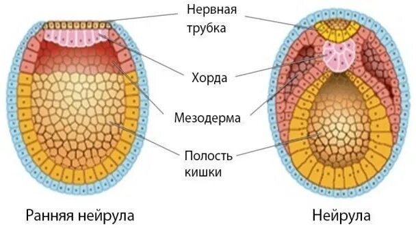 Развитие хорды человека. Нейрула зародышевые листки. Мезодерма зародышевый листок. Мезодерма зародышевый листок органы. Нейруляция стадия эмбрионального.