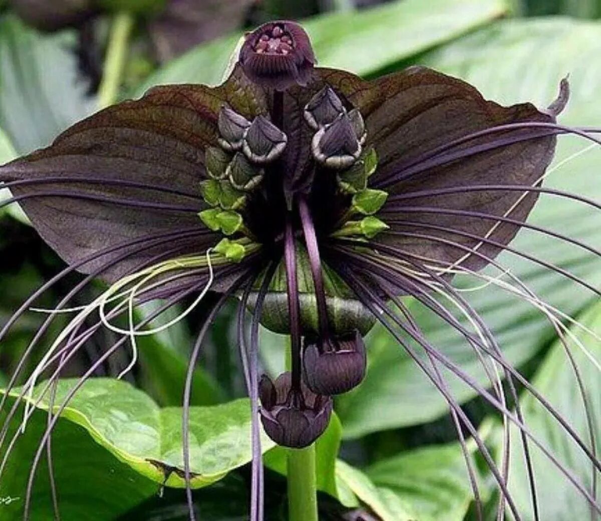 Удивительное о цветах. Такка Шантрье черная. Черная Орхидея Такка Шантрье. Такка Шантрье (Black bat Flower). Черная Такка летучая мышь растение.