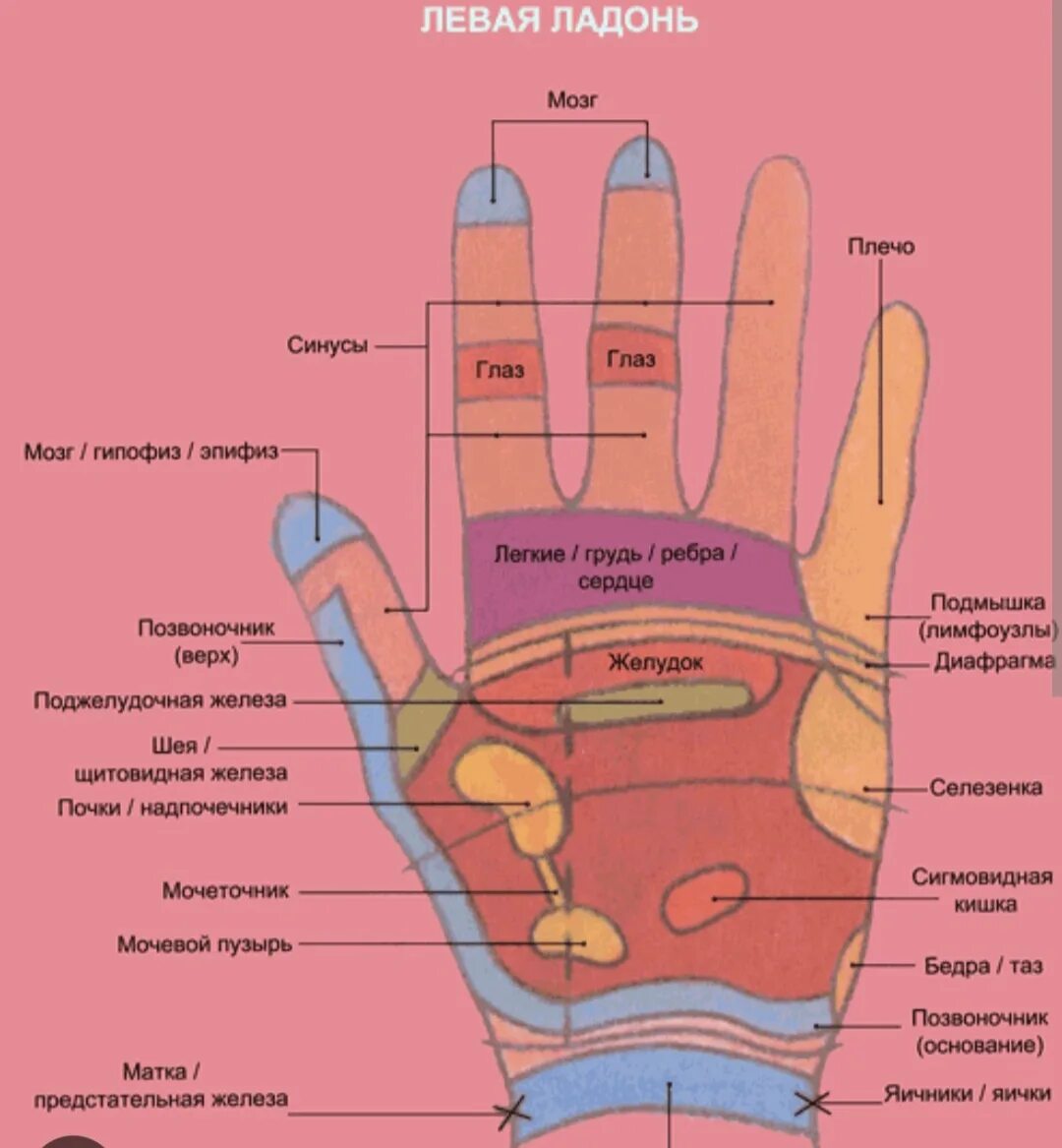 Где ладонь. Рефлекторные зоны ладоней схема. Схема рефлексогенных зон ладони. Схема рефлекторных зон на руках. Зоны внутренних органов на ладони.