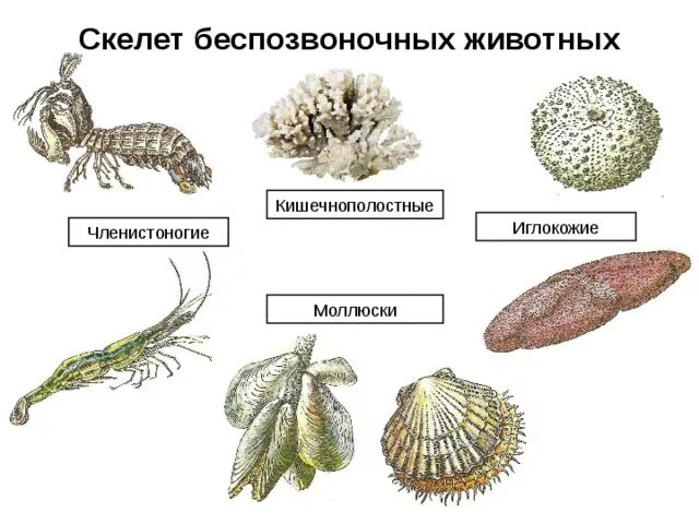 Беспозвоночные животные моллюски примеры. Опорная система беспозвоночных животных. Наружный и внутренний скелет у беспозвоночных. Моллюски Кишечнополостные Членистоногие. Членистоногие моллюски иглокожие.