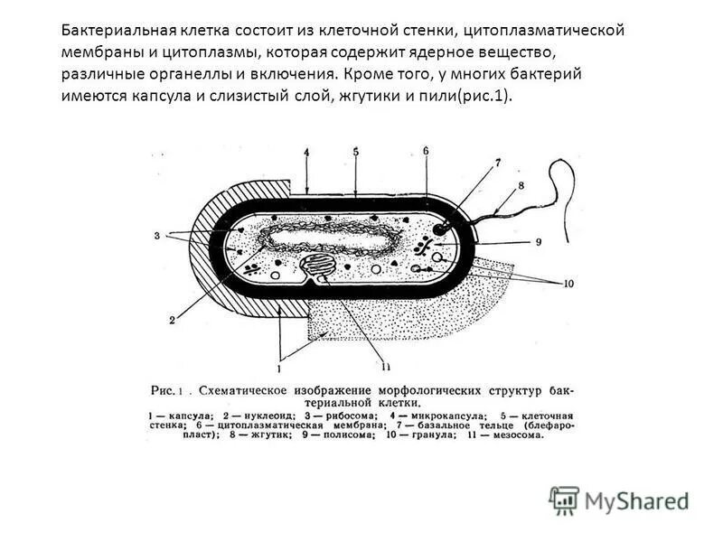 Какое строение характерно для бактерий. Структуры и органоиды бактериальной клетки. характеристики описание бактериальной клетки.. основные и дополнительные органеллы бактериальной клетки. строение бактериальной клетки с органеллами.