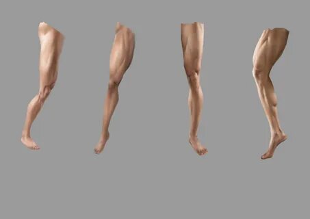 Human leg